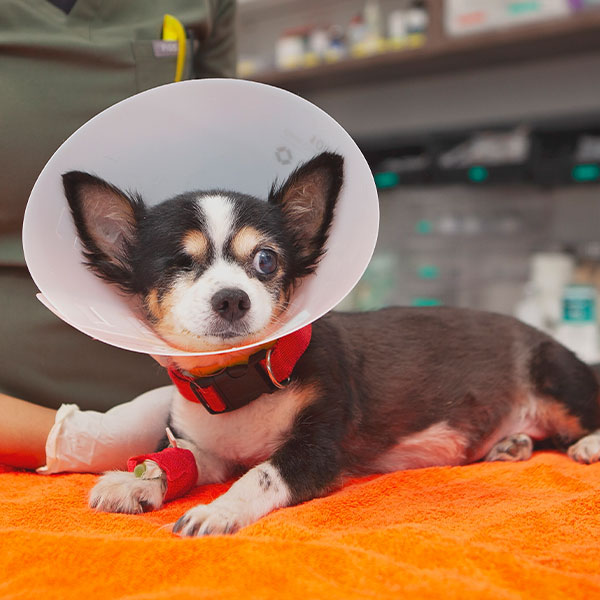 Mission Veterinary Clinic veterinarian providing AAHA-accredited care to a pet patient
