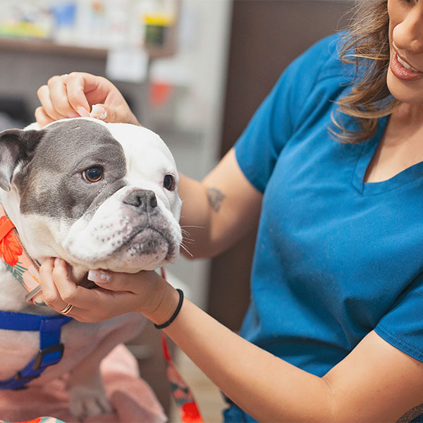AAHA-accredited veterinary care at Mission Vet Clinic in Granada Hills highlighting clinical excellence
