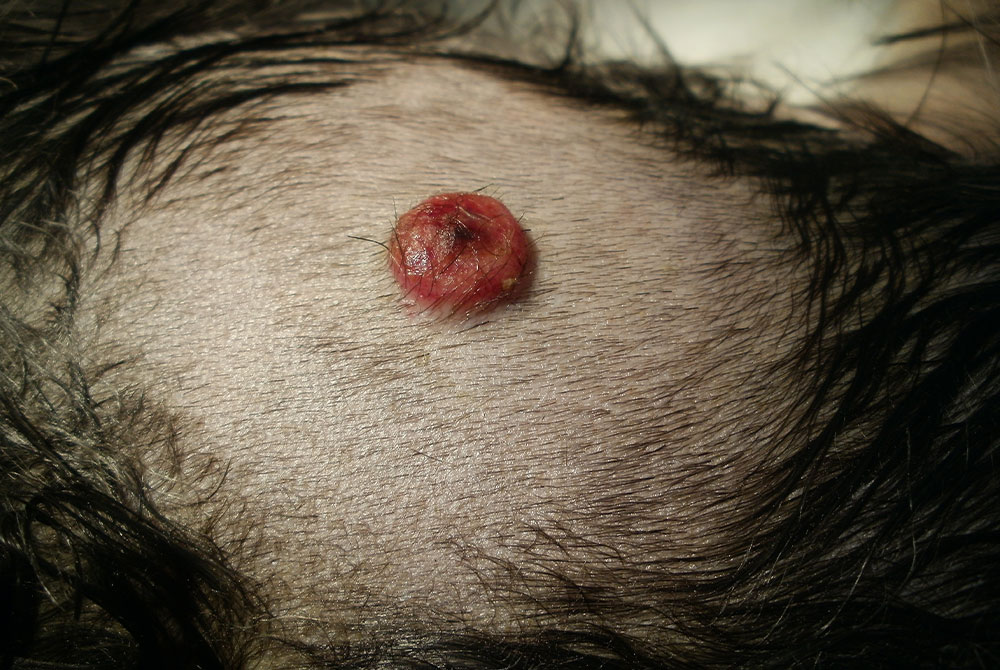 Pet with skin abscess — veterinary wound care, drainage, and treatment guide