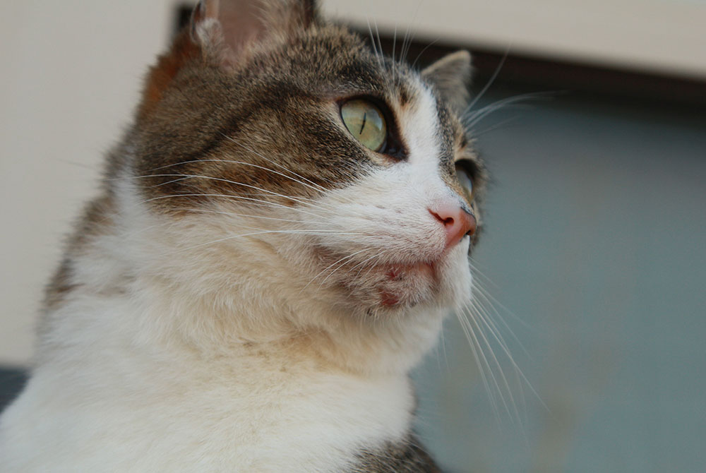 Cat with feline acne blackheads on chin — veterinary skin care and treatment guide