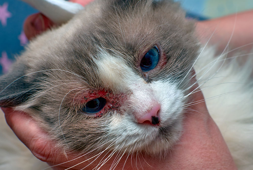 Pet with acute allergic reaction showing facial swelling — emergency veterinary care