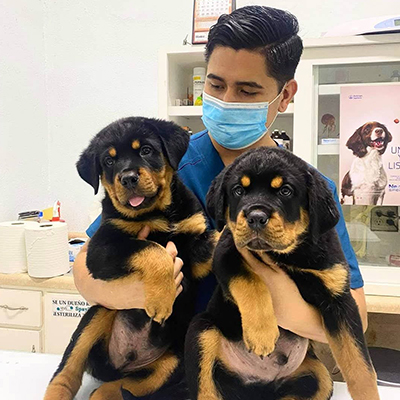 Alfonso, veterinary team member at Mission Veterinary Clinic in Granada Hills, CA
