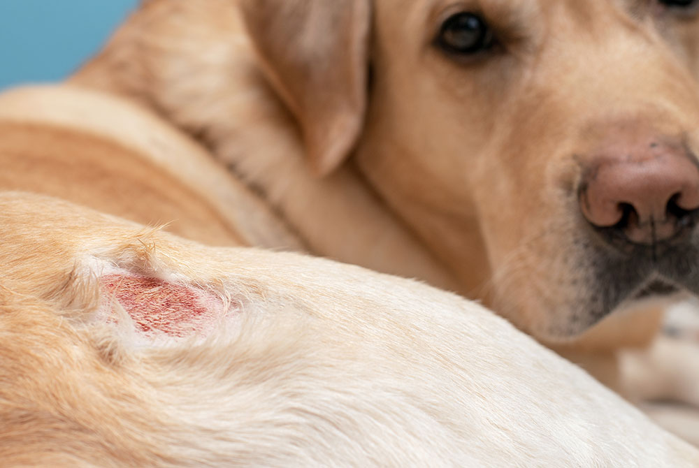 Pet with allergic dermatitis showing inflamed, itchy skin — veterinary skin allergy care