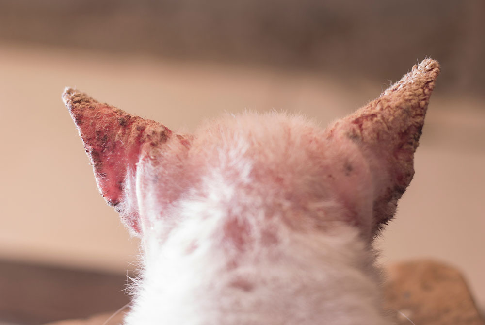 Dog scratching from allergic skin disease — veterinary dermatology care in Granada Hills