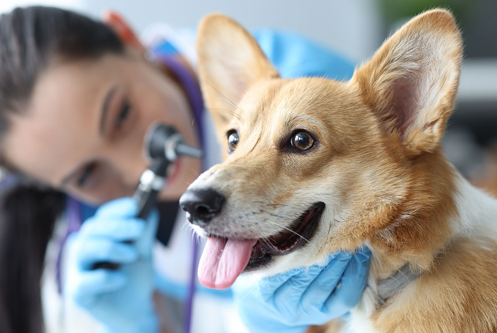 Veterinarian performing allergy testing on dog — hyposensitization treatment for pet allergies