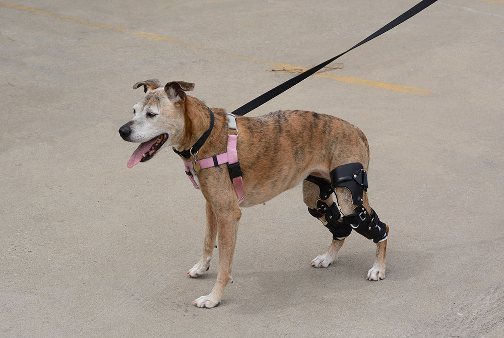 Dog with ACL rupture holding injured hind leg — canine cruciate ligament tear signs and care