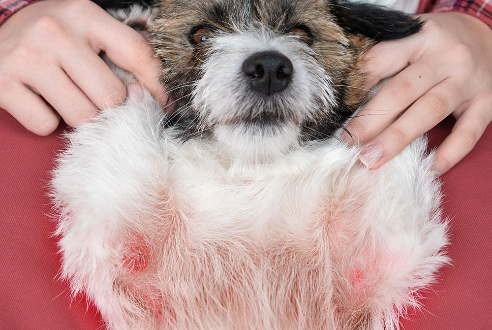 Person with pet allergies sitting near dog or cat — managing pet dander reactions at home