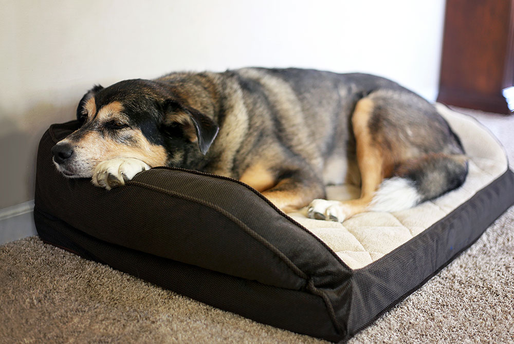 Senior dog with arthritis struggling to walk — joint pain and mobility care for pets