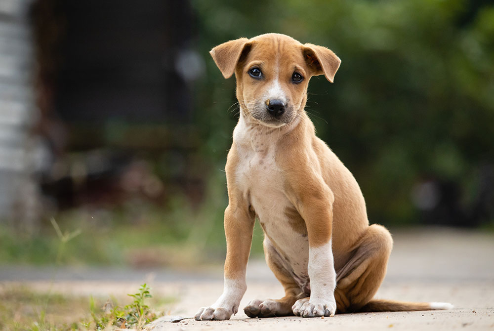Dog showing signs of blastomycosis fungal infection — respiratory and skin symptom guide