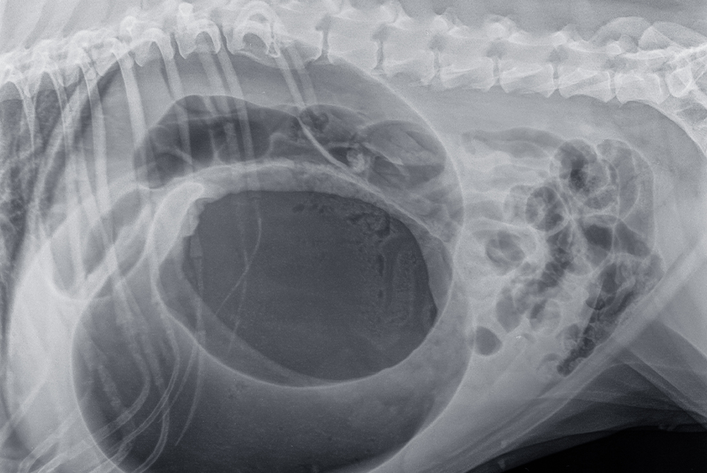 Dog with gastric bloat showing a distended abdomen, a life-threatening veterinary emergency