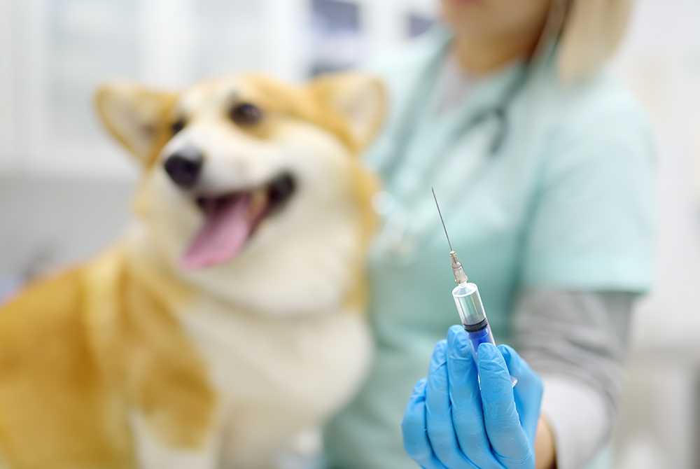Dog with Bordetella bronchiseptica showing kennel cough symptoms