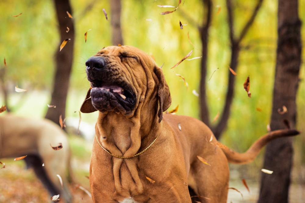 Brown dog enjoying outdoor activity, representing active canine wellness care