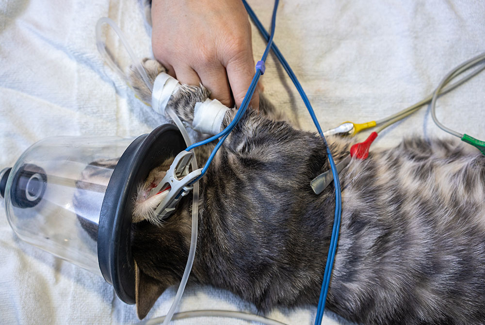 Veterinarian using a stethoscope to assess a dog's heart for congestive heart failure (CHF)