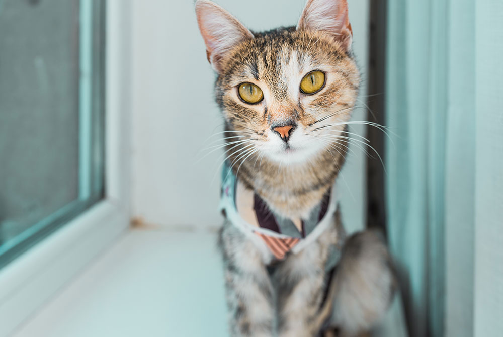 Senior cat with chronic kidney disease resting at home under veterinary care