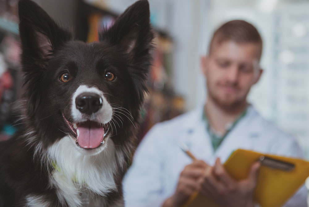 Pet with chronic kidney disease receiving veterinary diagnosis and treatment