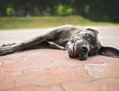 How Soon Should I Drive to the ER If My Pet Collapses in the Heat?