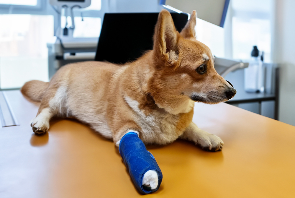 Dog being examined for canine brucellosis, a bacterial reproductive disease