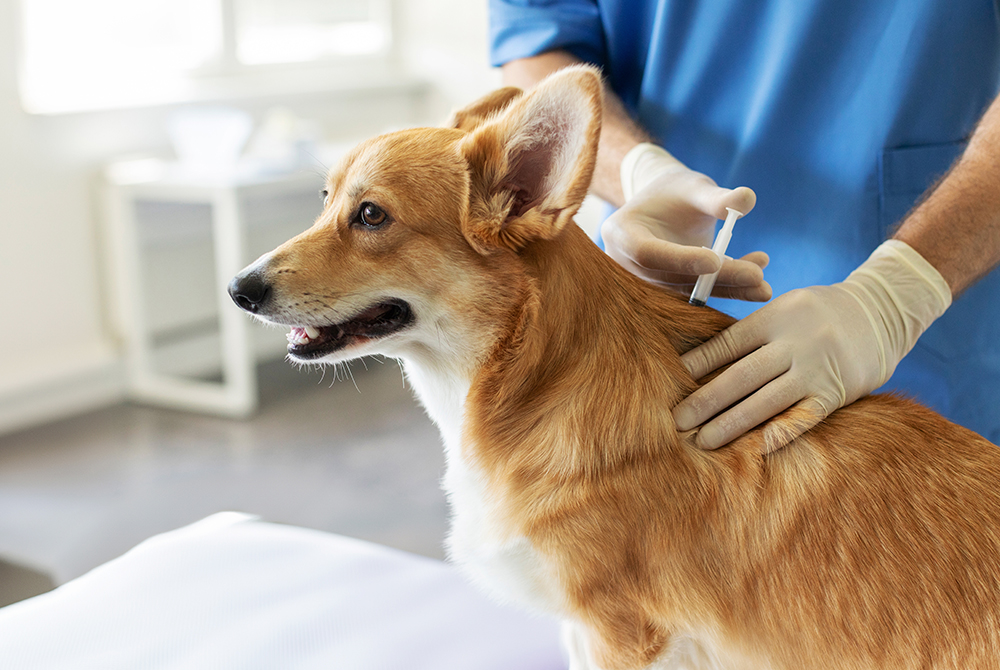 Dog with canine coronavirus showing intestinal infection symptoms