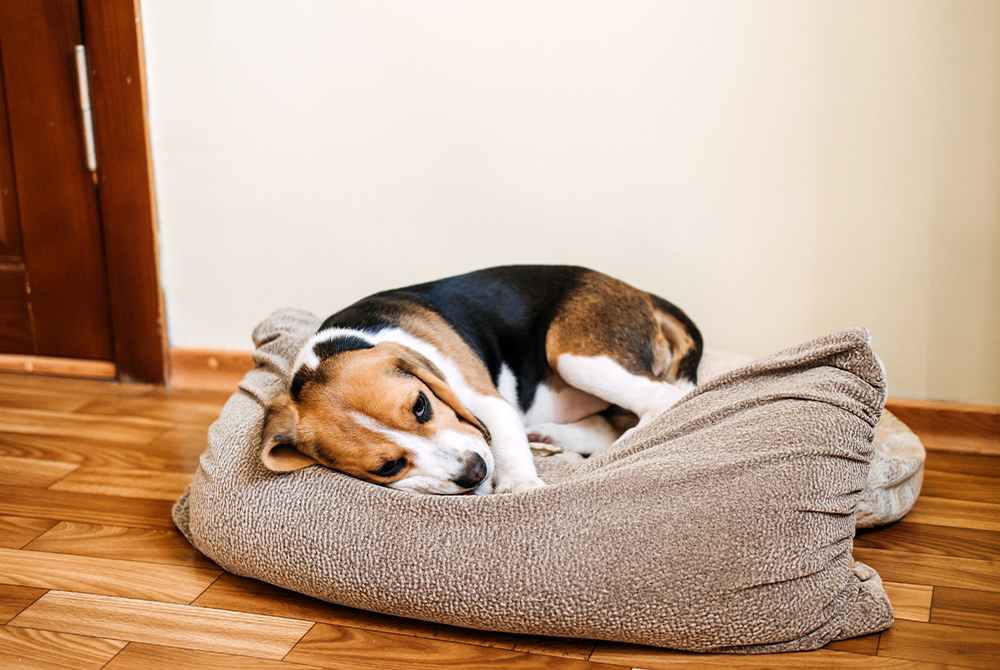 Dog showing signs of canine distemper, a serious viral disease preventable by vaccination