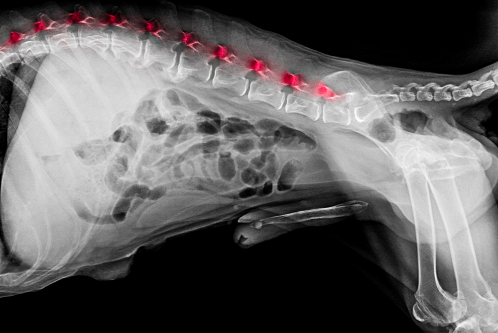 Large breed dog with Wobbler syndrome showing neck stiffness and unsteady gait