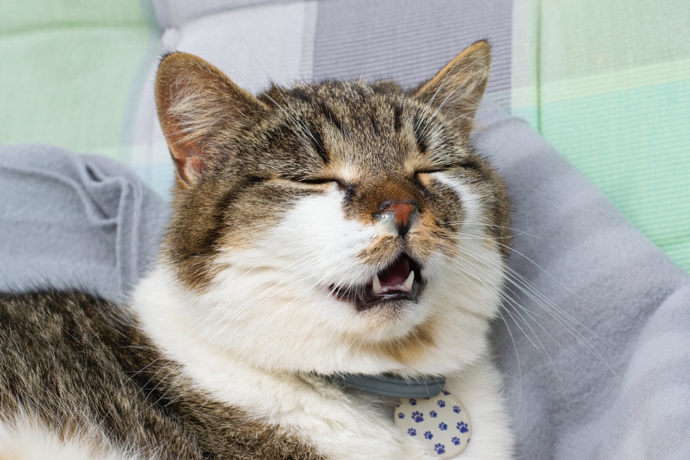Cat with a runny nose showing symptoms of cold or allergies requiring veterinary care