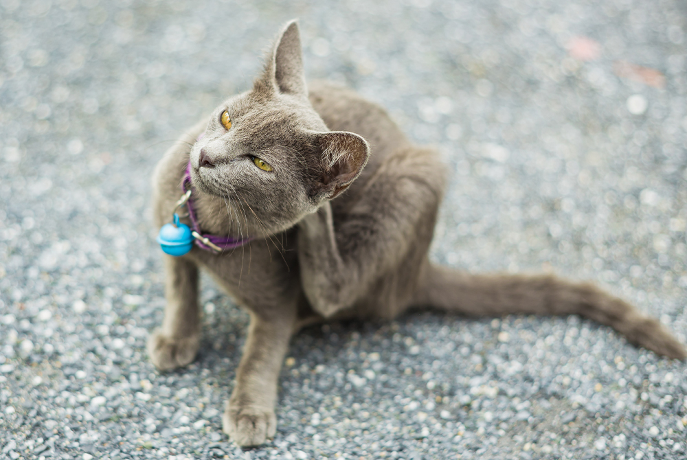 Cat associated with cat scratch disease, caused by Bartonella henselae bacteria