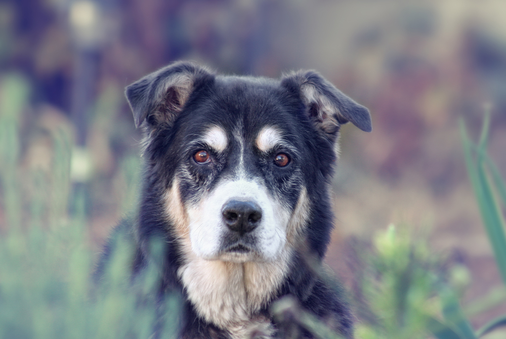 Dog with cloudy, cataract-affected eyes showing vision impairment in an aging pet