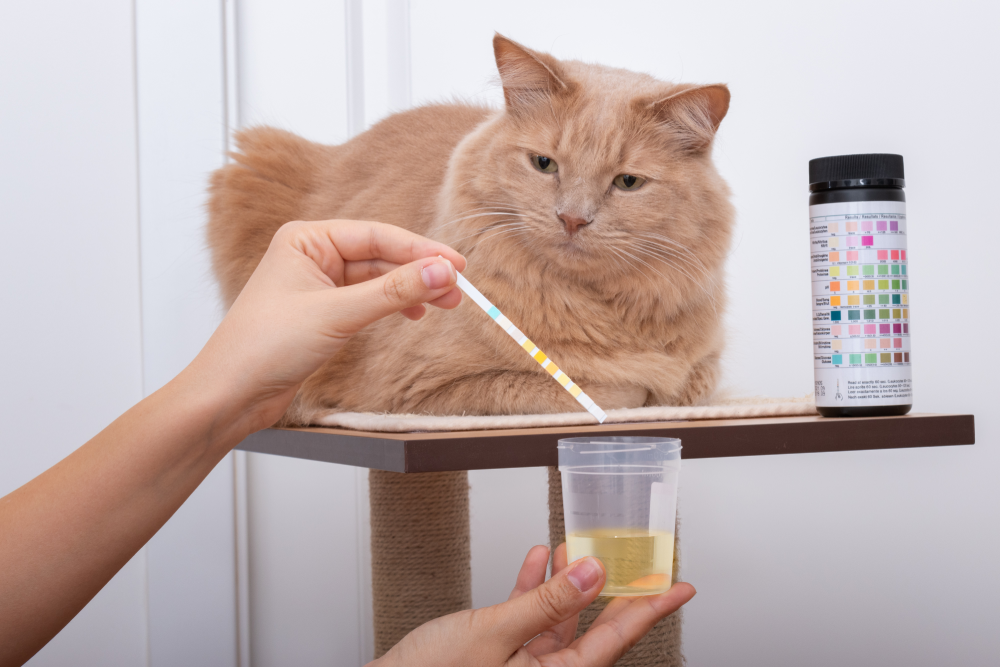 Cat urine test sample in a veterinary lab for diagnostic urinalysis testing