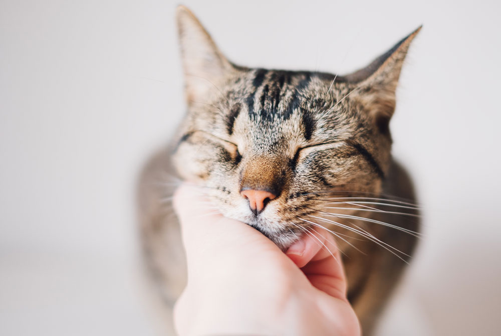 Cat at veterinary clinic being evaluated for causes of feline illness
