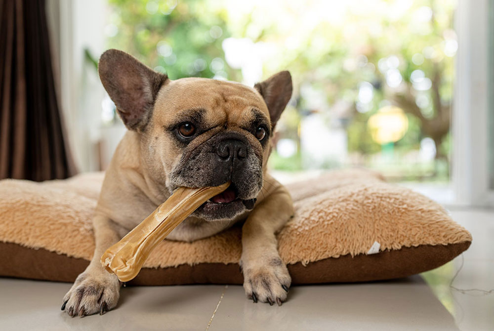 Happy dog enjoying chew time with a treat, supporting dental health and pet enrichment