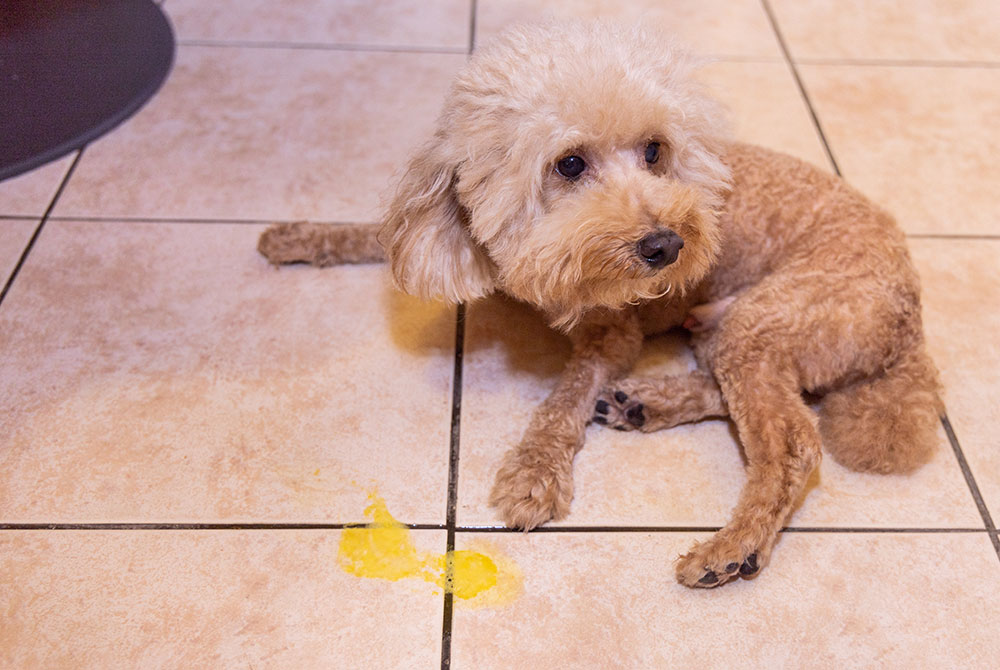 Dog with chronic pancreatitis resting, showing signs of abdominal pain and fatigue