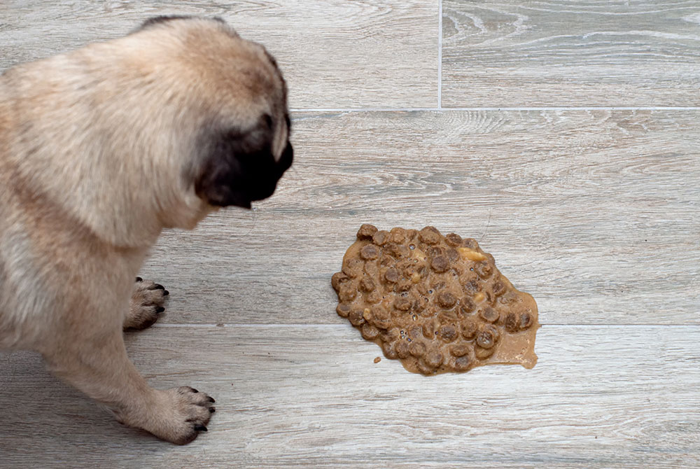Dog showing signs of chronic vomiting, a symptom requiring veterinary evaluation