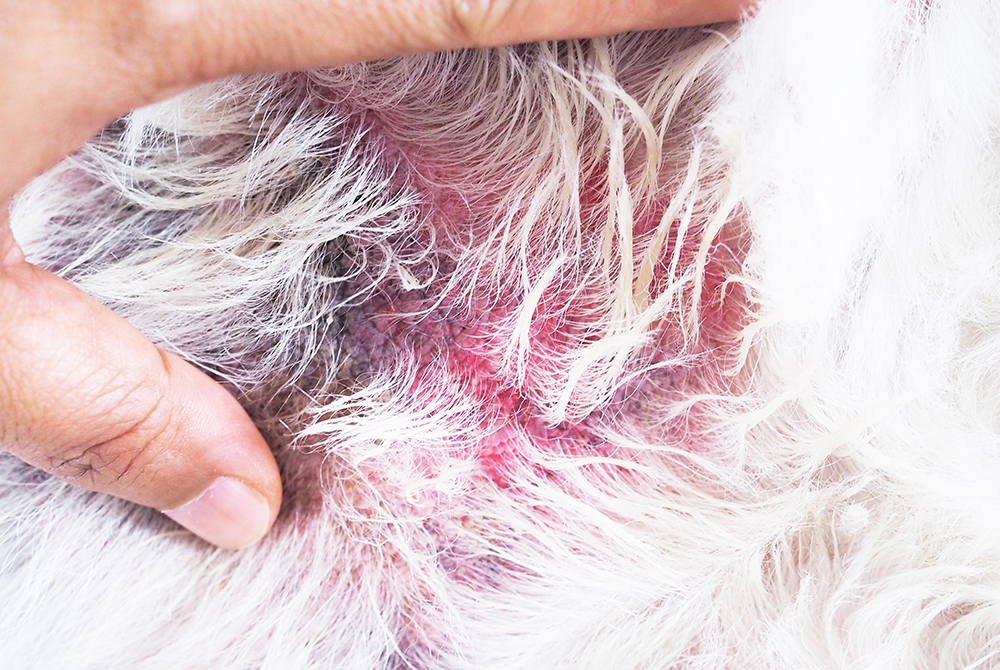 Dog with red, irritated skin from clipper burns sustained during grooming