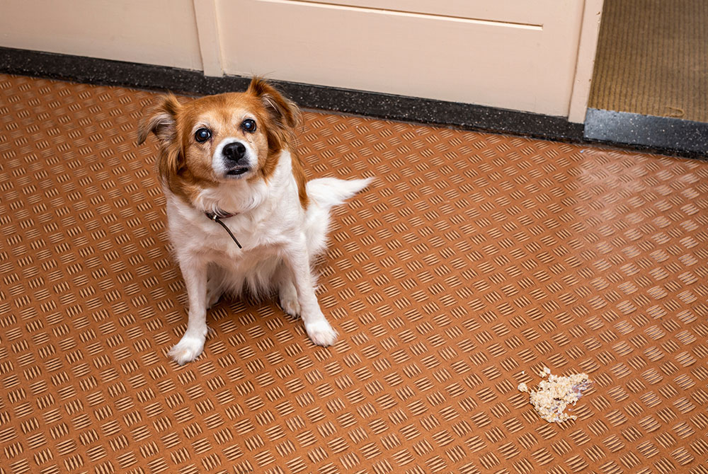 Puppy with coccidiosis, a parasitic intestinal infection common in young dogs