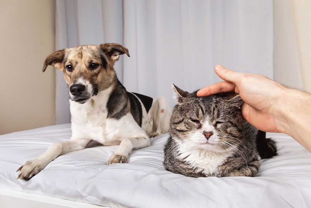 Senior dog displaying signs of cognitive dysfunction syndrome during a veterinary wellness exam