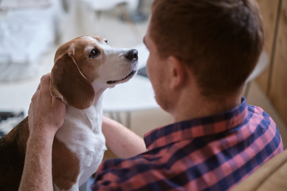 Pet owner hugging a beagle, illustrating the calming joy of companion animal bonding