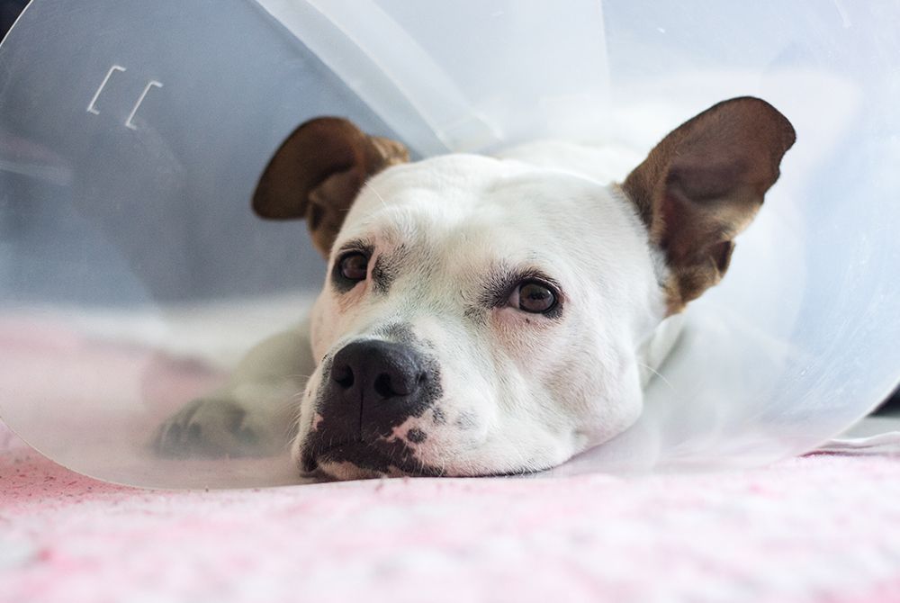 Veterinarian carefully examining a pet's head after trauma to assess for concussion or injury