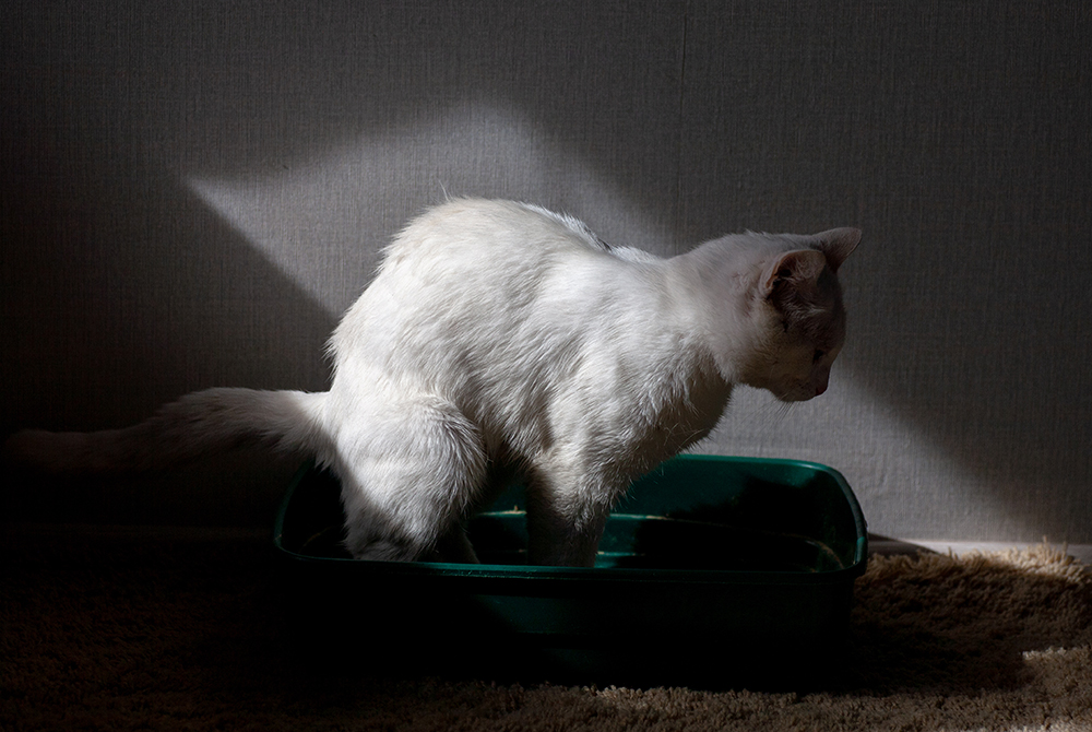 Veterinarian performing an abdominal exam on a pet experiencing constipation and digestive discomfort