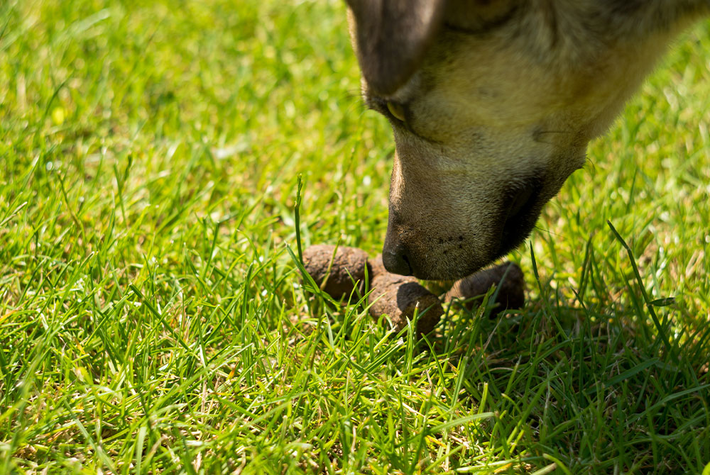 Dog exhibiting coprophagia behavior outdoors, a condition treatable with veterinary guidance