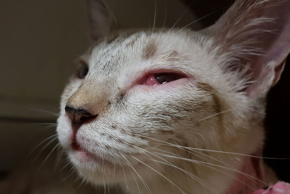 Veterinarian examining a pet's eye for a corneal injury, scratch, or ulcer
