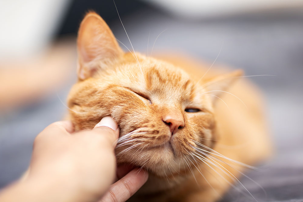 Cozy cat relaxing peacefully, representing happy, well-cared-for pet health