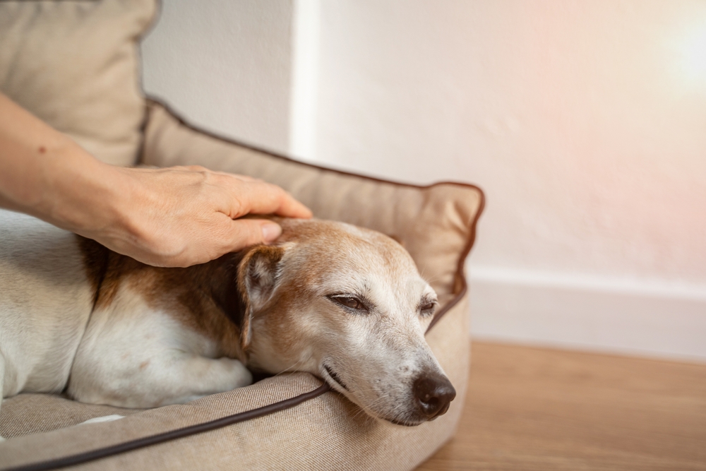 Dog with eyes closed relaxing as owner gently pets them, representing comfort in veterinary critical care