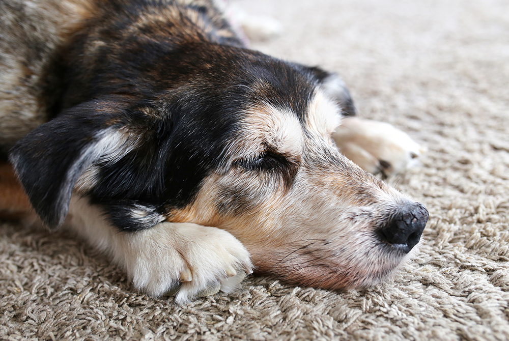 Dog with Cushing's disease showing a characteristic pot belly and thinning coat