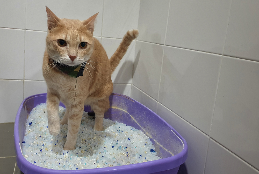 Cat at a veterinary clinic receiving treatment for cystitis and bladder inflammation