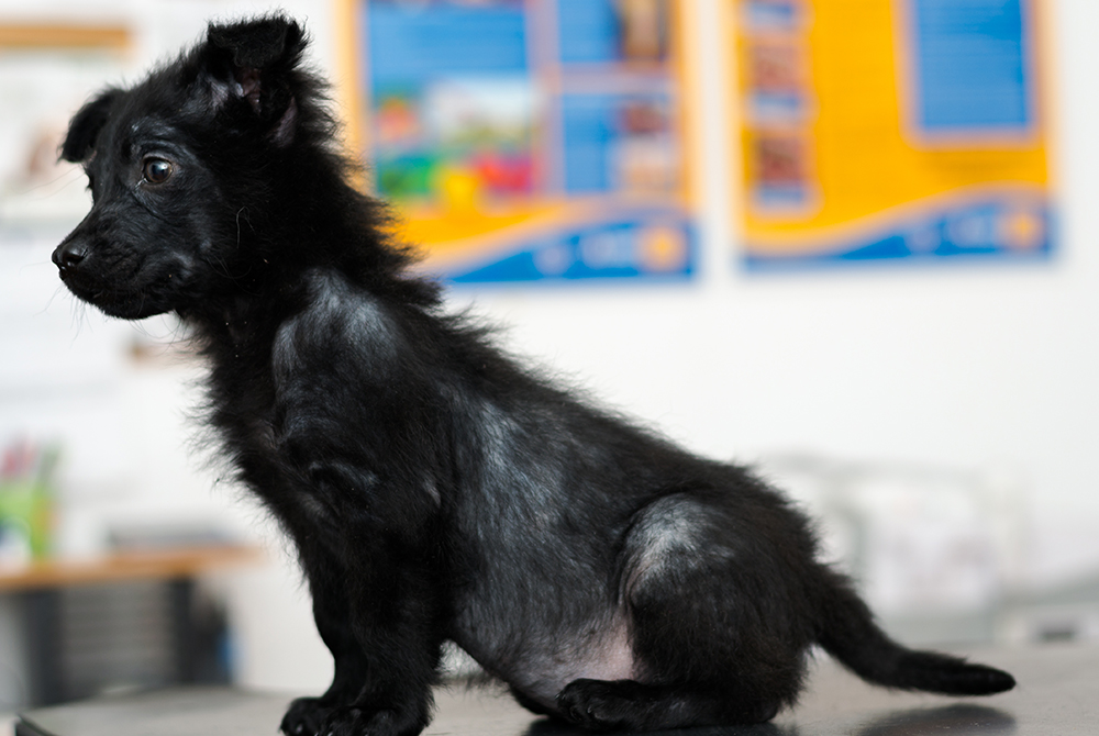 Dog with demodex mange showing patchy hair loss and inflamed skin on the face and legs