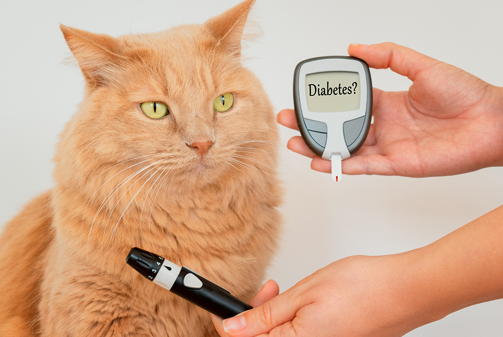 Veterinarian reviewing a diabetes mellitus diagnosis with a dog or cat at the clinic