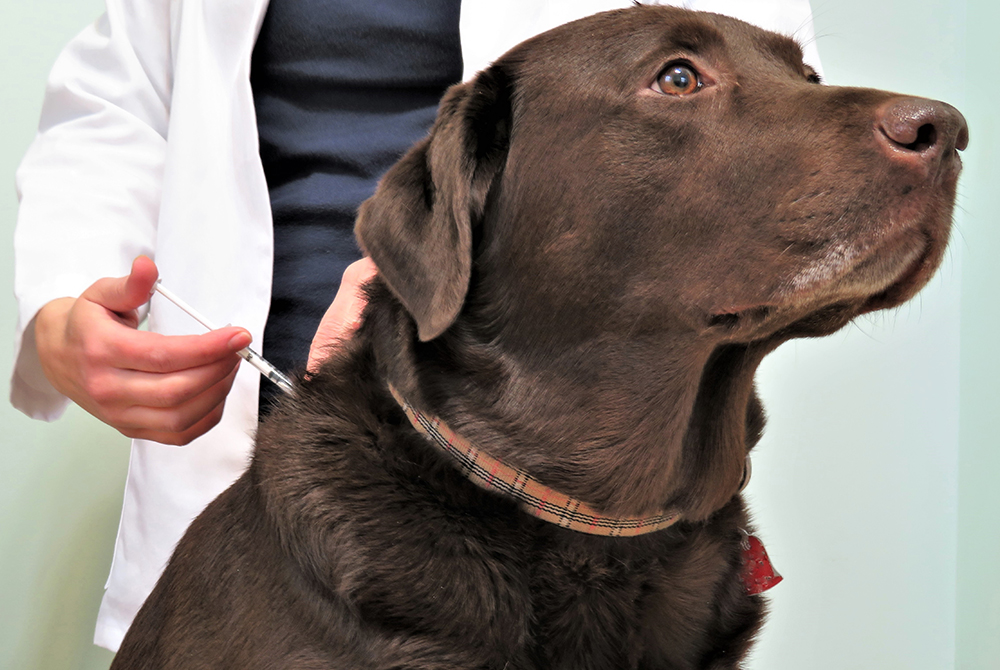 Veterinary team monitoring blood glucose levels and managing diabetes therapy in a pet
