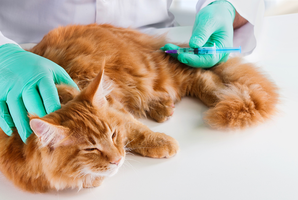Veterinarian demonstrating proper insulin injection technique for managing a diabetic pet