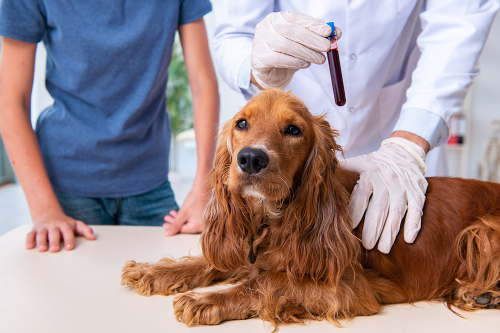 Dog being examined in a veterinary laboratory setting during a diagnostic workup