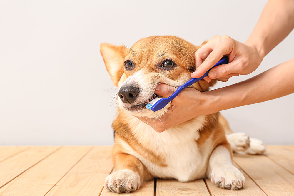 Close-up of a dog having its teeth brushed for dental hygiene.